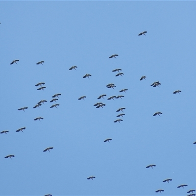 Threskiornis spinicollis (Straw-necked Ibis) at Fyshwick, ACT - 5 Sep 2025 by RodDeb