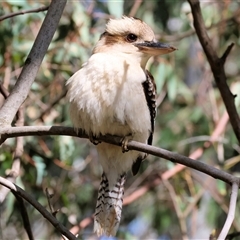 Dacelo novaeguineae (Laughing Kookaburra) at West Wodonga, VIC - 5 Sep 2025 by KylieWaldon
