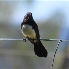 Rhipidura leucophrys (Willie Wagtail) at Fyshwick, ACT - 5 Sep 2025 by RodDeb