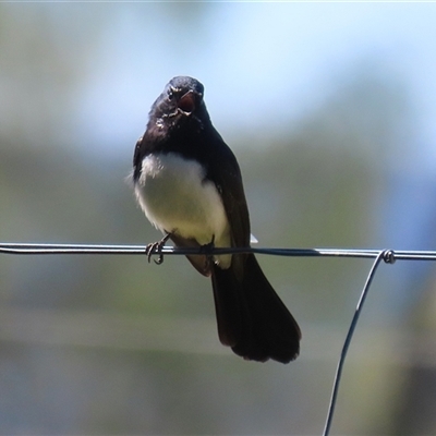 Rhipidura leucophrys (Willie Wagtail) at Fyshwick, ACT - 5 Sep 2025 by RodDeb