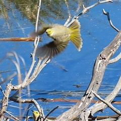 Ptilotula penicillata (White-plumed Honeyeater) at Fyshwick, ACT - 5 Sep 2025 by RodDeb