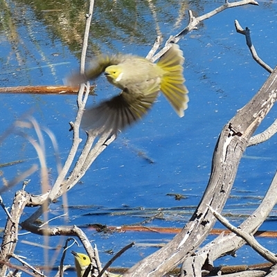 Ptilotula penicillata (White-plumed Honeyeater) at Fyshwick, ACT - 5 Sep 2025 by RodDeb