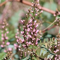 Indigofera australis subsp. australis (Australian Indigo) at West Wodonga, VIC - 5 Sep 2025 by KylieWaldon