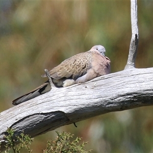 Spilopelia chinensis (Spotted Dove) at Fyshwick, ACT - 5 Sep 2025 by RodDeb