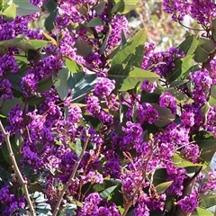 Hardenbergia violacea (False Sarsaparilla) at West Wodonga, VIC - 5 Sep 2025 by KylieWaldon