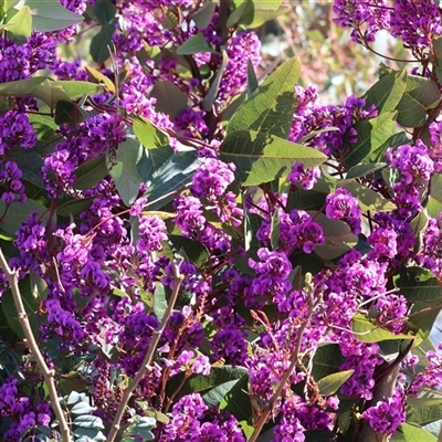 Hardenbergia violacea (False Sarsaparilla) at West Wodonga, VIC - 5 Sep 2025 by KylieWaldon