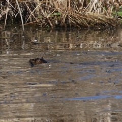 Hydromys chrysogaster (Rakali or Water Rat) at Fyshwick, ACT - 5 Sep 2025 by RodDeb