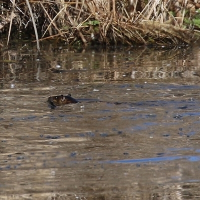 Hydromys chrysogaster (Rakali or Water Rat) at Fyshwick, ACT - 5 Sep 2025 by RodDeb