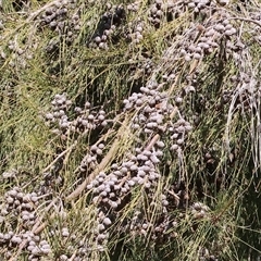 Allocasuarina diminuta subsp. annectens at West Wodonga, VIC - 5 Sep 2025 by KylieWaldon