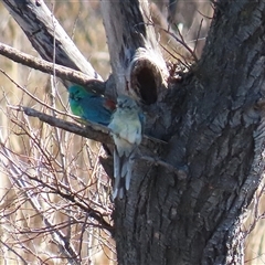 Psephotus haematonotus (Red-rumped Parrot) at Fyshwick, ACT - 5 Sep 2025 by RodDeb