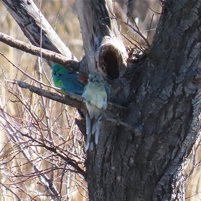 Psephotus haematonotus (Red-rumped Parrot) at Fyshwick, ACT - 5 Sep 2025 by RodDeb