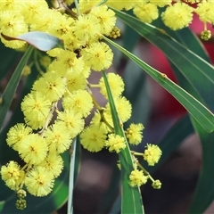 Acacia boormanii at West Wodonga, VIC - 5 Sep 2025 by KylieWaldon