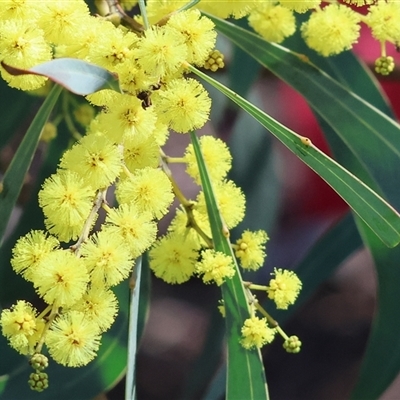 Acacia boormanii at West Wodonga, VIC - 5 Sep 2025 by KylieWaldon