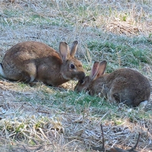 Oryctolagus cuniculus (European Rabbit) at Fyshwick, ACT - 5 Sep 2025 by RodDeb
