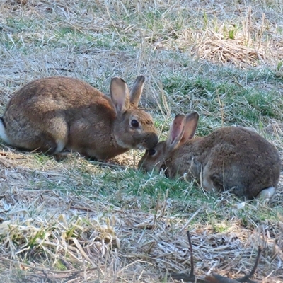 Oryctolagus cuniculus (European Rabbit) at Fyshwick, ACT - 5 Sep 2025 by RodDeb