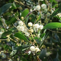 Acacia buxifolia subsp. buxifolia at West Wodonga, VIC - 5 Sep 2025 by KylieWaldon