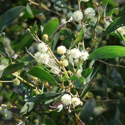 Acacia buxifolia subsp. buxifolia at West Wodonga, VIC - 5 Sep 2025 by KylieWaldon