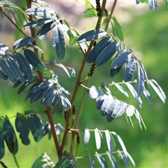 Indigofera australis subsp. australis (Australian Indigo) at West Wodonga, VIC - 5 Sep 2025 by KylieWaldon