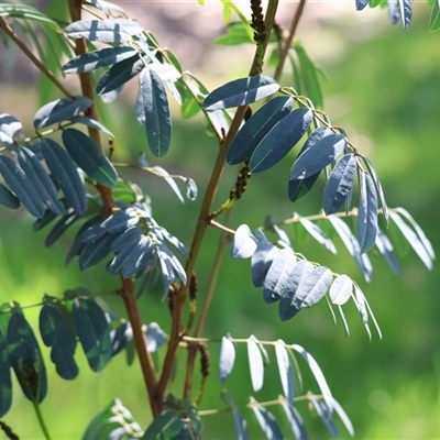 Indigofera australis subsp. australis (Australian Indigo) at West Wodonga, VIC - 5 Sep 2025 by KylieWaldon