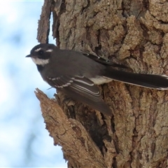 Rhipidura albiscapa (Grey Fantail) at Fyshwick, ACT - 5 Sep 2025 by RodDeb