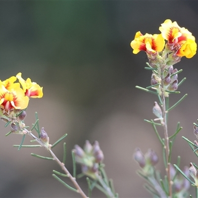 Dillwynia sericea at West Wodonga, VIC - 5 Sep 2025 by KylieWaldon