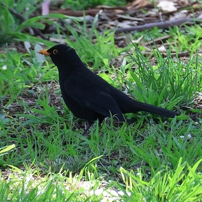 Turdus merula (Eurasian Blackbird) at West Wodonga, VIC - 5 Sep 2025 by KylieWaldon