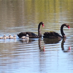 Cygnus atratus (Black Swan) at Fyshwick, ACT - 5 Sep 2025 by RodDeb