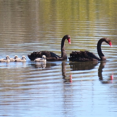 Cygnus atratus (Black Swan) at Fyshwick, ACT - 5 Sep 2025 by RodDeb