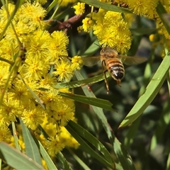 Apis mellifera (European honey bee) at Yarralumla, ACT - 5 Sep 2025 by Mike