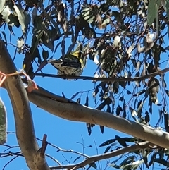 Oriolus sagittatus (Olive-backed Oriole) at Crace, ACT - 31 Aug 2025 by Bubbles