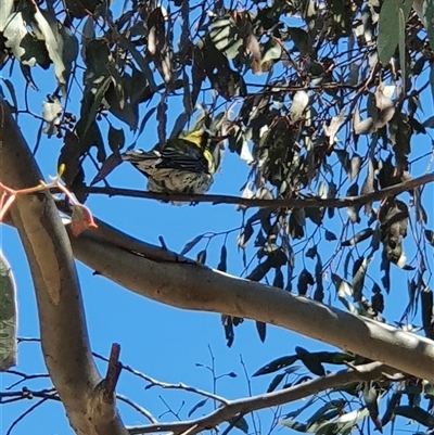 Oriolus sagittatus (Olive-backed Oriole) at Crace, ACT - 31 Aug 2025 by Bubbles