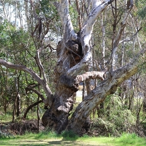 Eucalyptus blakelyi at West Wodonga, VIC - 5 Sep 2025 by KylieWaldon