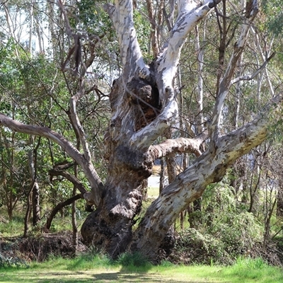 Eucalyptus blakelyi at West Wodonga, VIC - 5 Sep 2025 by KylieWaldon