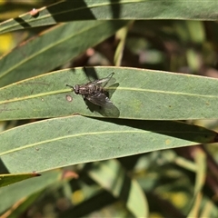 Muscidae (family) (Unidentified muscid fly) at Yarralumla, ACT - 5 Sep 2025 by Mike
