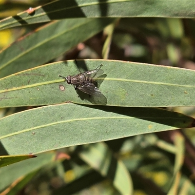 Muscidae (family) (Unidentified muscid fly) at Yarralumla, ACT - 5 Sep 2025 by Mike
