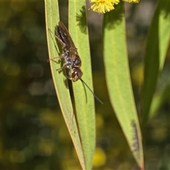 Unverified Bee (Hymenoptera, Apiformes) at Yarralumla, ACT - 5 Sep 2025 by Mike