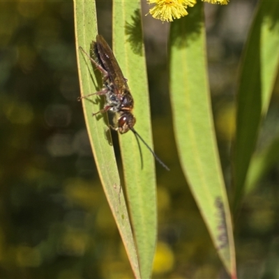 Unverified Bee (Hymenoptera, Apiformes) at Yarralumla, ACT - 5 Sep 2025 by Mike