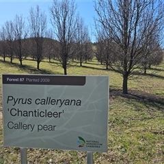 Pyrus calleryana (Callery Pear) at Yarralumla, ACT - 5 Sep 2025 by Mike