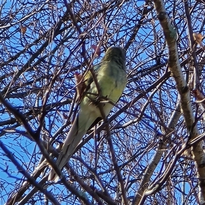 Psephotus haematonotus (Red-rumped Parrot) at Yarralumla, ACT - 5 Sep 2025 by Mike