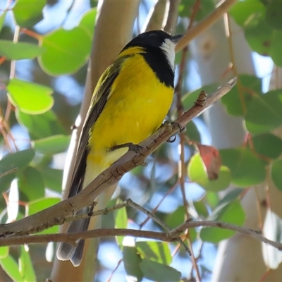 Pachycephala pectoralis (Golden Whistler) at Fyshwick, ACT - 5 Sep 2025 by RodDeb