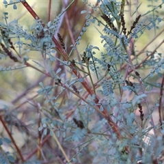Indigofera adesmiifolia (Tick Indigo) at West Wodonga, VIC - 5 Sep 2025 by KylieWaldon