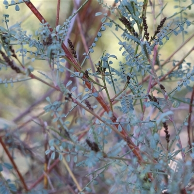 Indigofera adesmiifolia (Tick Indigo) at West Wodonga, VIC - 5 Sep 2025 by KylieWaldon