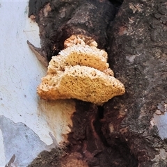 Laetiporus portentosus (White Punk) at West Wodonga, VIC - 5 Sep 2025 by KylieWaldon