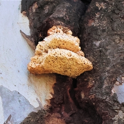 Laetiporus portentosus (White Punk) at West Wodonga, VIC - 5 Sep 2025 by KylieWaldon