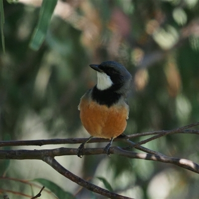 Pachycephala rufiventris (Rufous Whistler) at Latham, ACT - 8 Apr 2025 by Caric