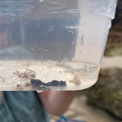 Myxus elongatus (Sand Mullet) at Byron Bay, NSW - 6 Sep 2025 by LauraBailey