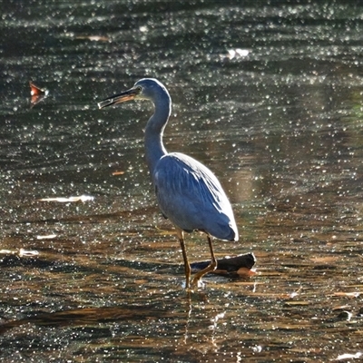 Egretta novaehollandiae (White-faced Heron) at Latham, ACT - 28 Apr 2025 by Caric