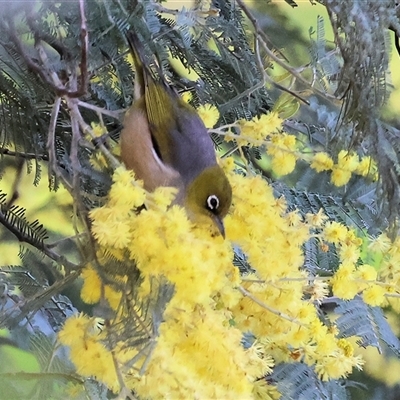 Zosterops lateralis (Silvereye) at West Wodonga, VIC - 5 Sep 2025 by KylieWaldon