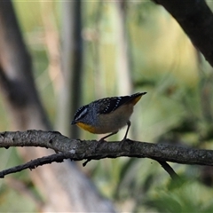 Pardalotus punctatus (Spotted Pardalote) at Latham, ACT - 6 May 2025 by Caric