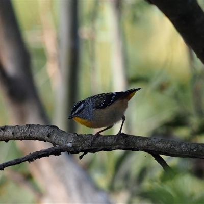 Pardalotus punctatus (Spotted Pardalote) at Latham, ACT - 6 May 2025 by Caric